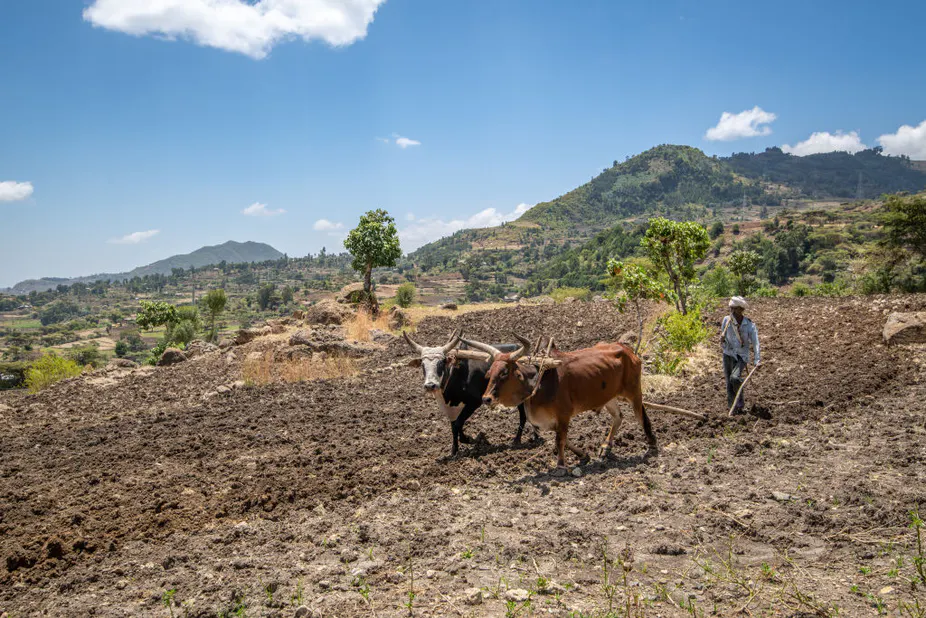 Nel nord dell'Etiopia, i contadini usano comunemente un aratro a un dente trainato da buoi chiamato mahrasha. Foto di: Edwin Remsberg/VWPics/Universal Images Group via Getty Images