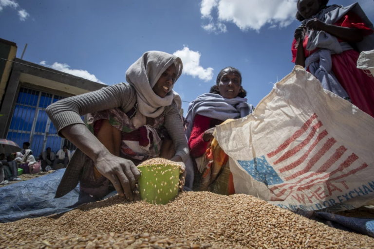 Una donna etiope raccoglie porzioni di grano da assegnare a ciascuna famiglia in attesa dopo che è stato distribuito dalla Società di Soccorso del Tigray nella città di Agula, nella regione del Tigray nel nord dell'Etiopia, l'8 maggio 2021.