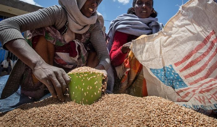 FILE - An Ethiopian woman scoops up portions of wheat to be allocated to each waiting family after it was distributed by the Relief Society of Tigray in the town of Agula, in the Tigray region of northern Ethiopia on May 8, 202...